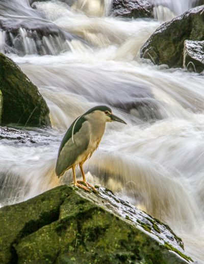 Heron at the Falls by Jud Perkins