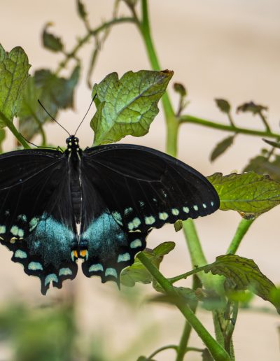 Spicebush Swallowtail by Ken Robins