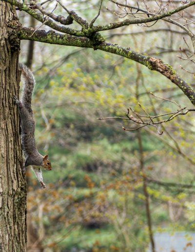 Squirrel Descending a Maple by Ken Robins