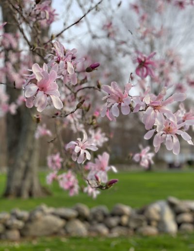 Star Magnolia by Joyce Andersen